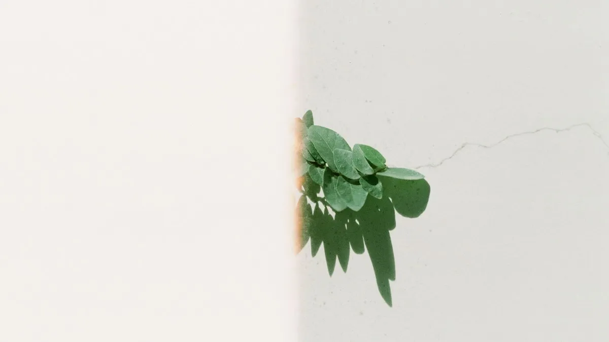 Green leaves casting soft shadows on a textured white wall in minimalist style.