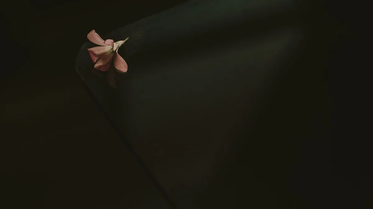 A close-up of a delicate pink petal resting on a dark surface, creating a moody atmosphere.