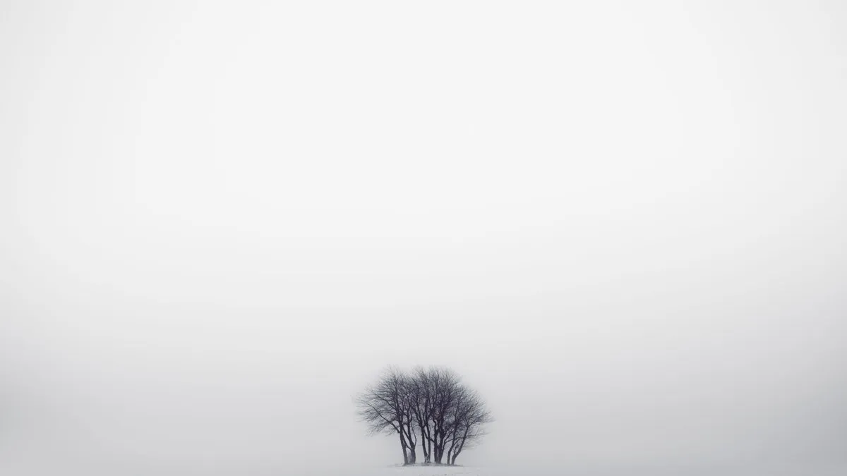 A solitary cluster of trees shrouded in winter fog creating a serene and minimalistic landscape.