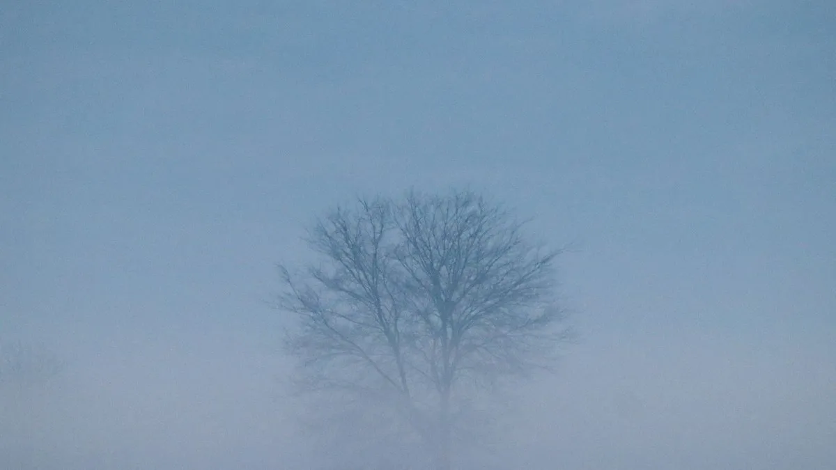 A lone tree stands shrouded in a blanket of fog and mist, creating a mysterious rural scene.