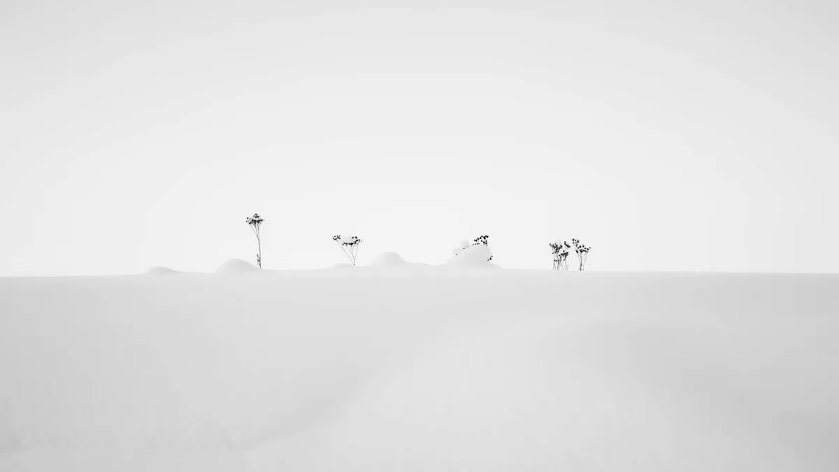 Black and white photo of sparse plants in a snowy winter field, minimalist style.