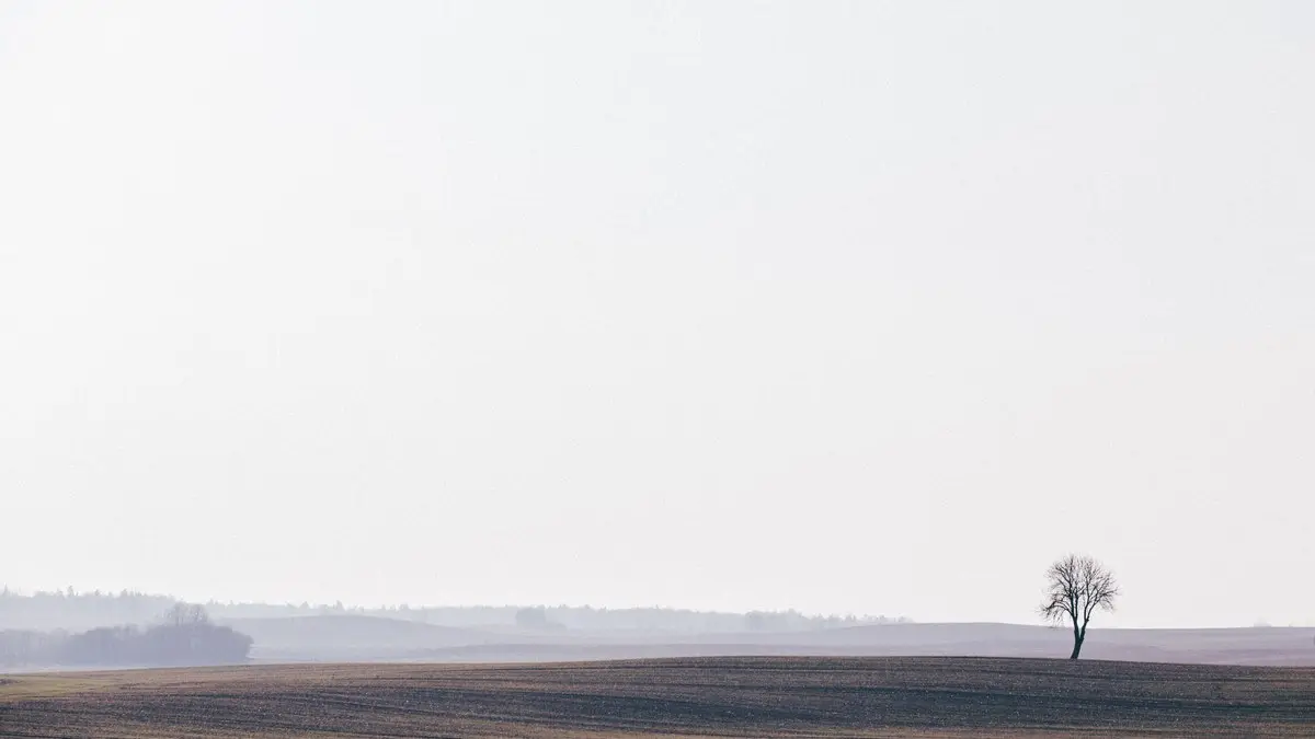 A minimalist landscape showcasing a barren tree in a vast field under an overcast sky.