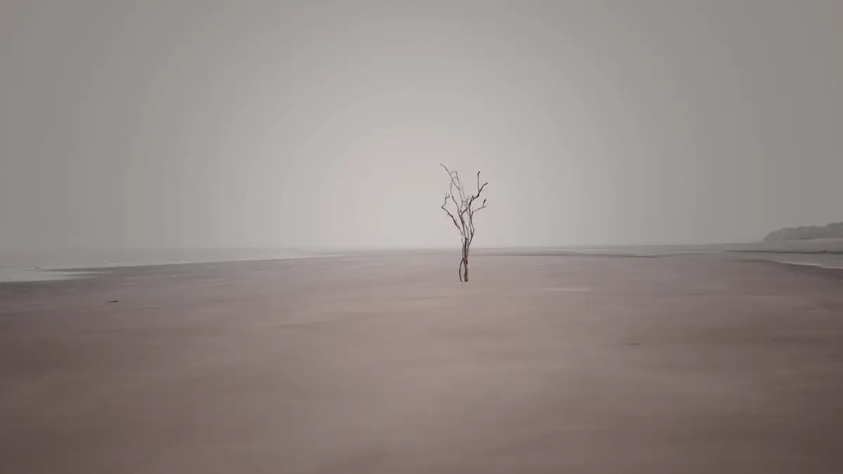A solitary tree on a foggy beach, creating a serene and isolated atmosphere.