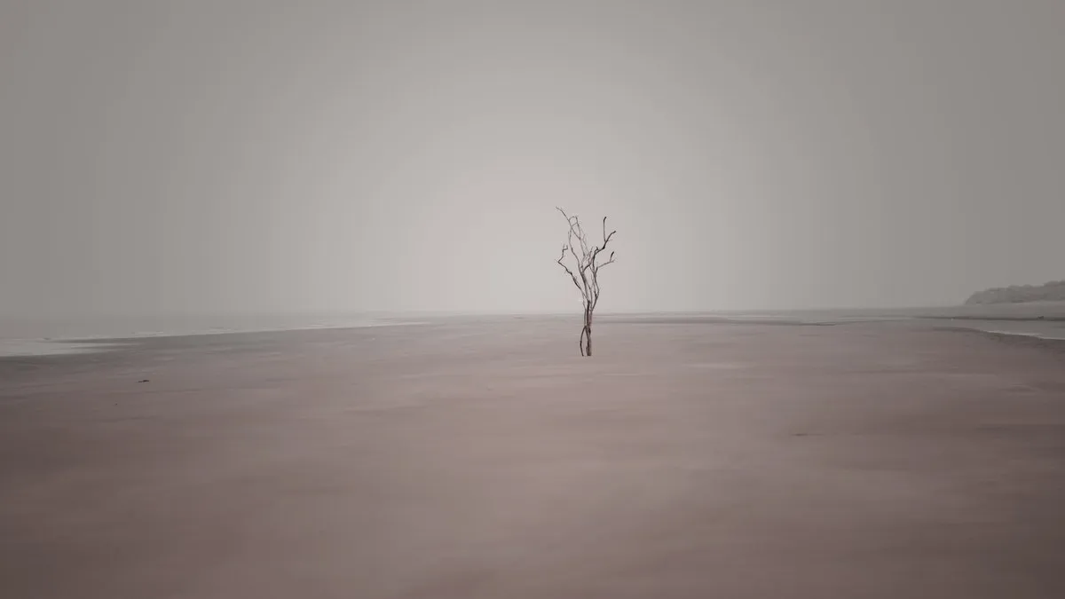 A solitary tree on a foggy beach, creating a serene and isolated atmosphere.