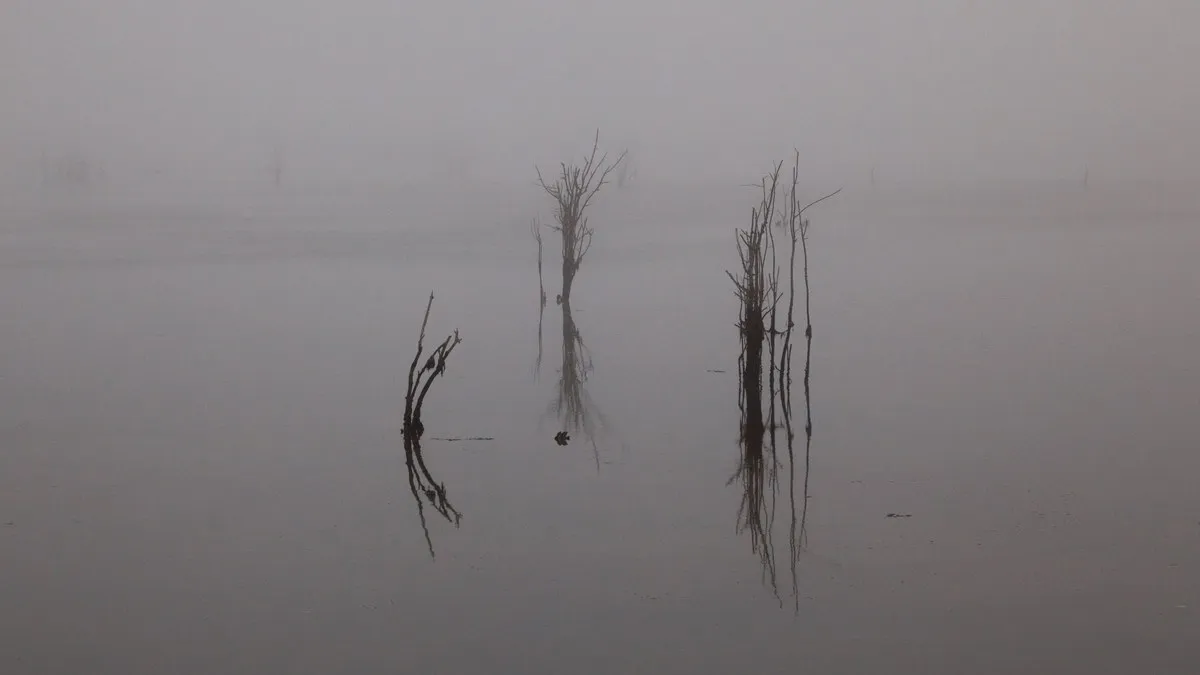 Misty morning with bare trees mirrored on calm water, evoking tranquility.