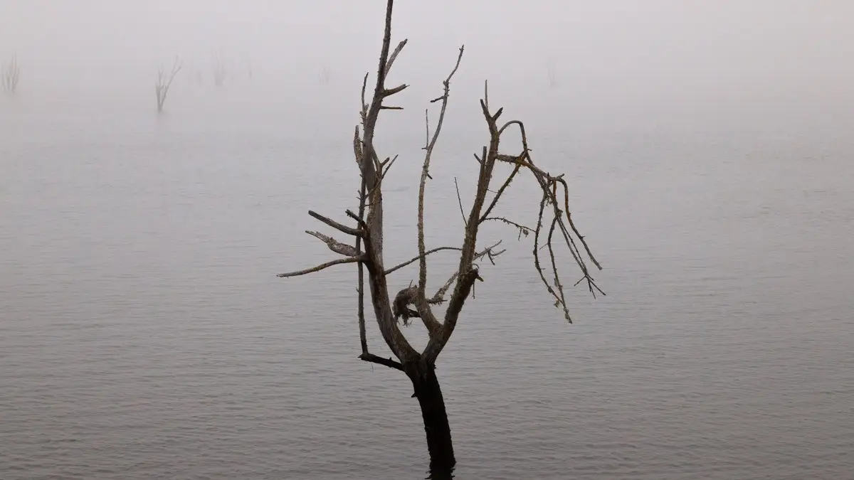 A solitary tree stands in a foggy estuary, creating a serene and haunting scene.