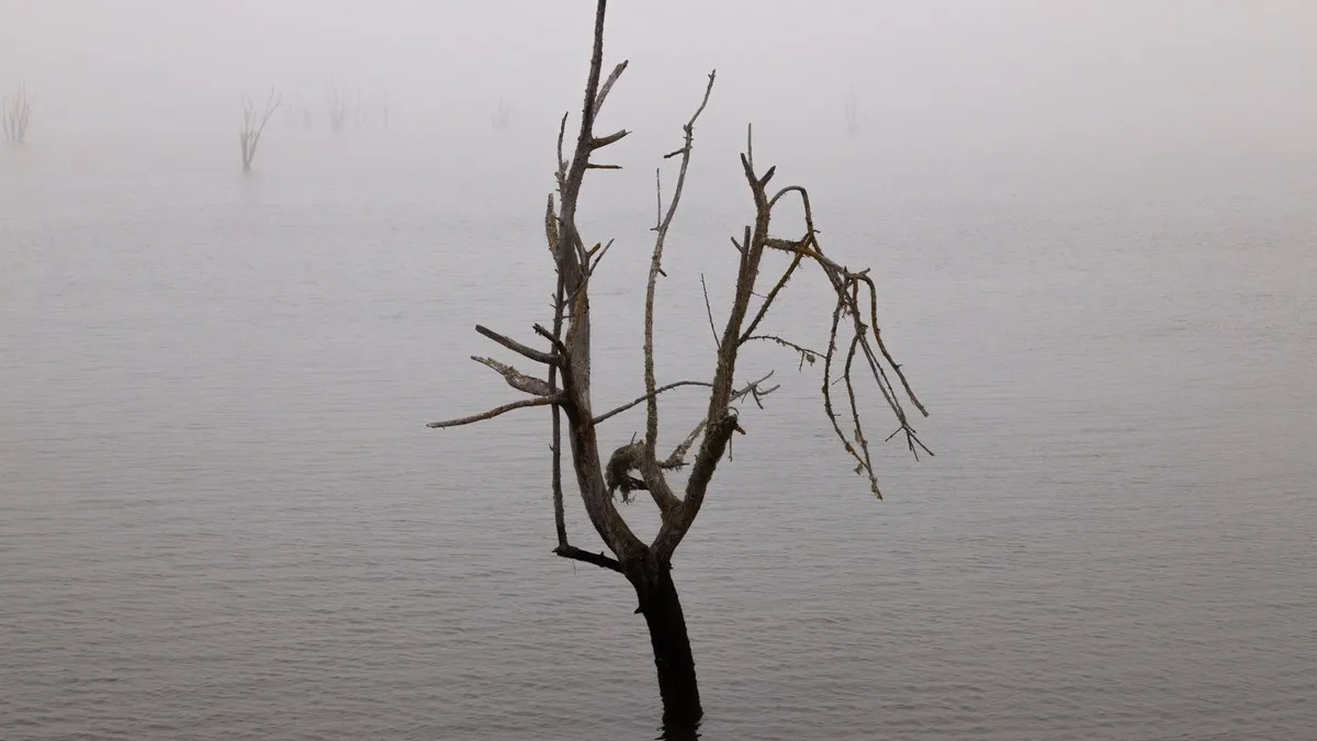 A solitary tree stands in a foggy estuary, creating a serene and haunting scene.
