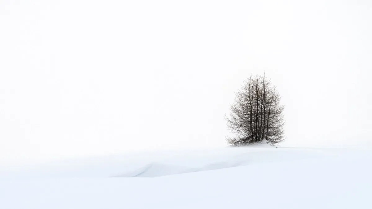 A lone tree stands in a snowy landscape of Trentino-South Tyrol, Italy, creating a minimalist winter scene.