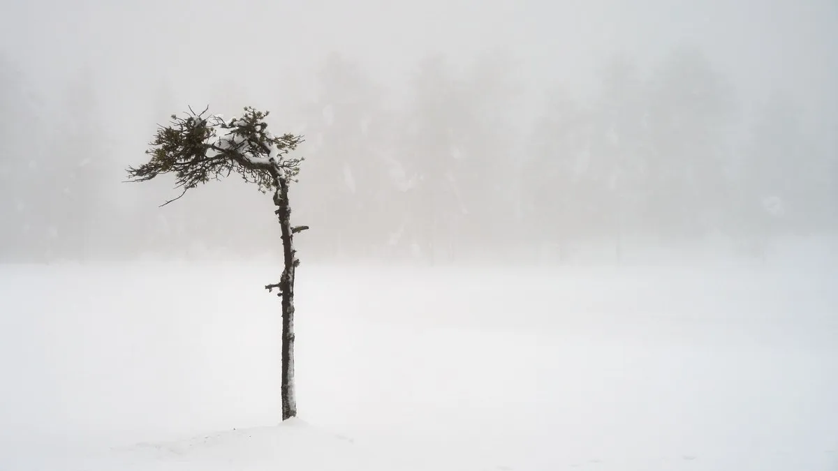 A solitary tree stands in a foggy snow-covered landscape, evoking solitude and peace.