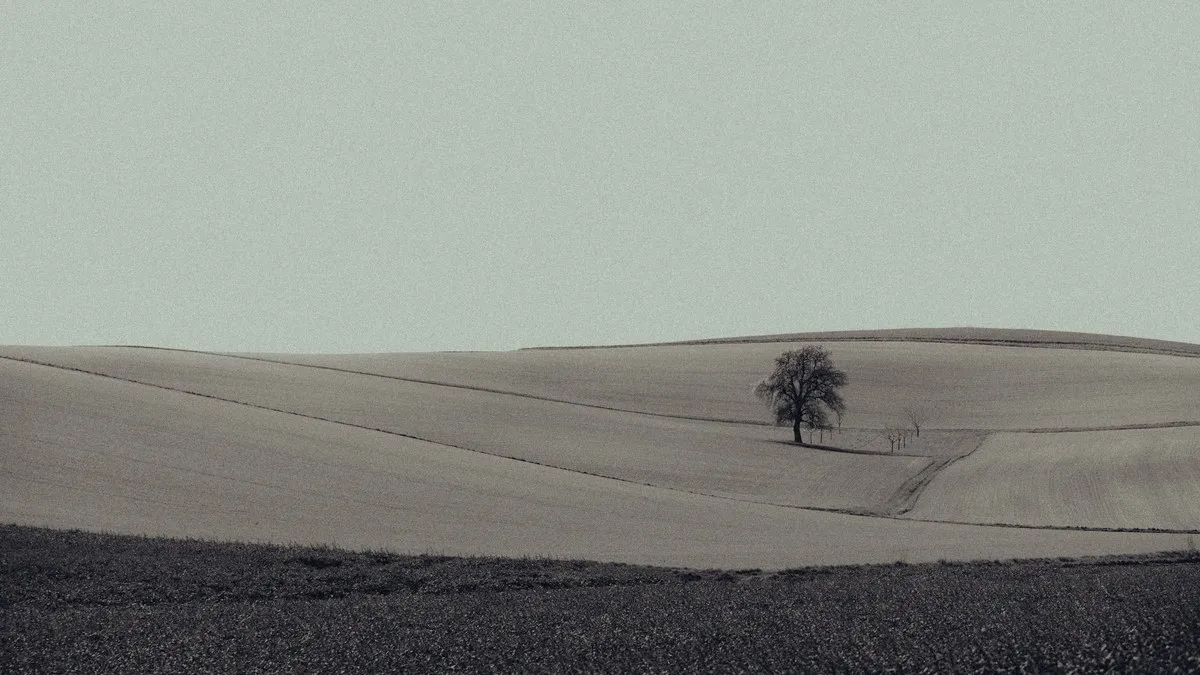 A single tree stands against a backdrop of rolling fields, showcasing the tranquility of rural landscapes.