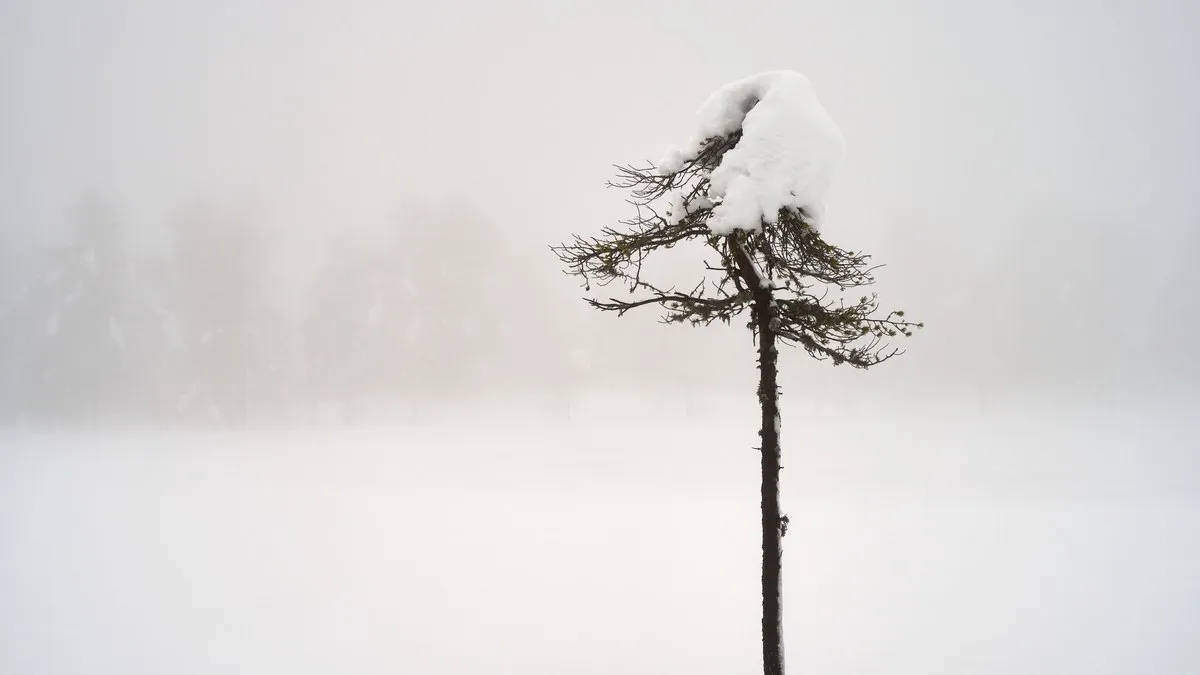 A solitary snow-covered tree stands amidst a foggy winter scene, offering a serene and minimalist visual.