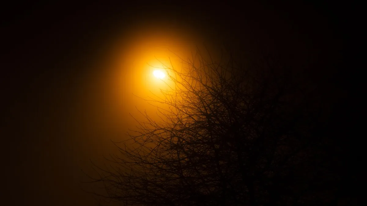 Silhouette of tree branches on a foggy night with an orange glowing sky.