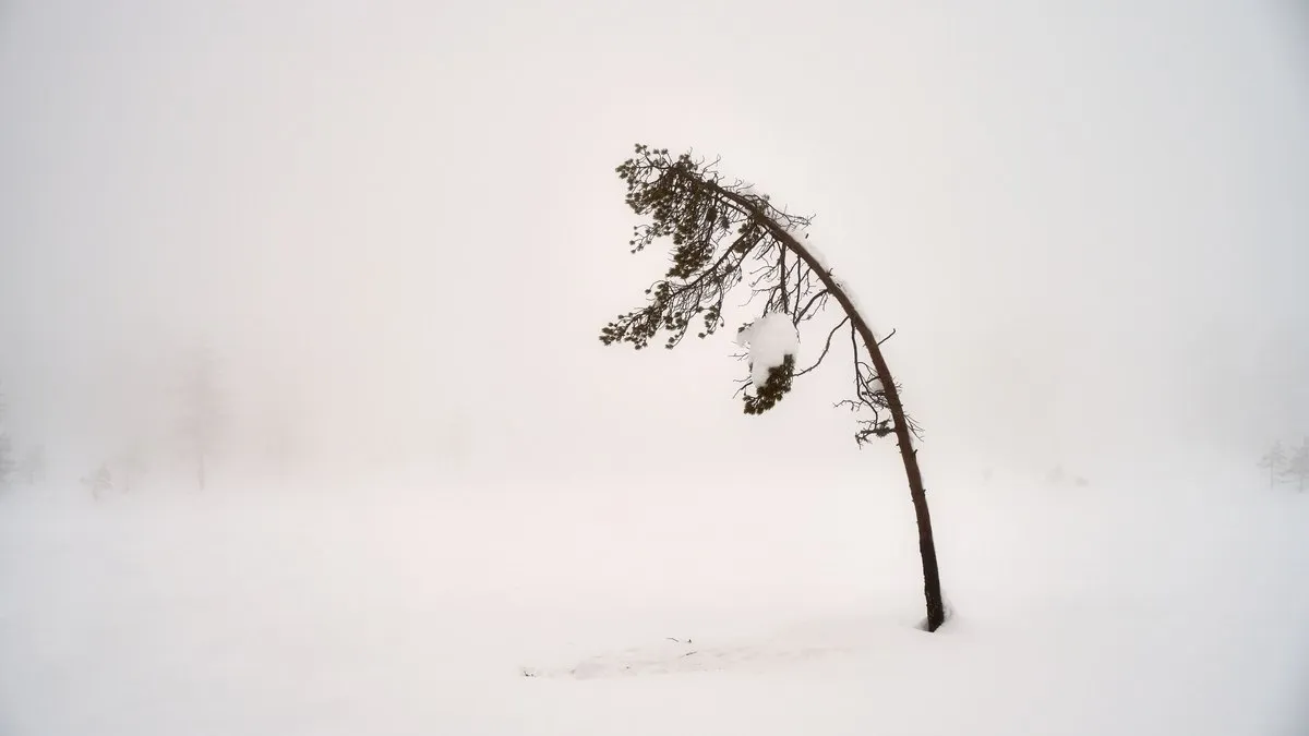 A snow-bent tree stands isolated in a foggy winter landscape, emanating calm and resilience.