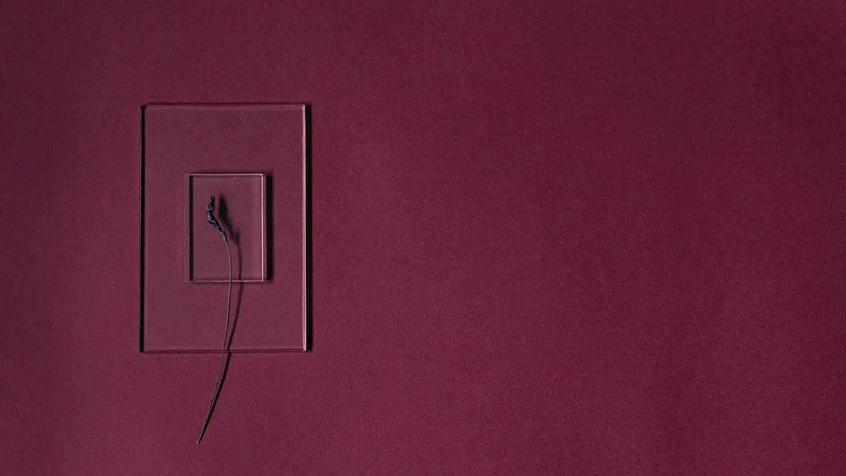 Minimalist maroon backdrop featuring a transparent frame with a single flower stem.