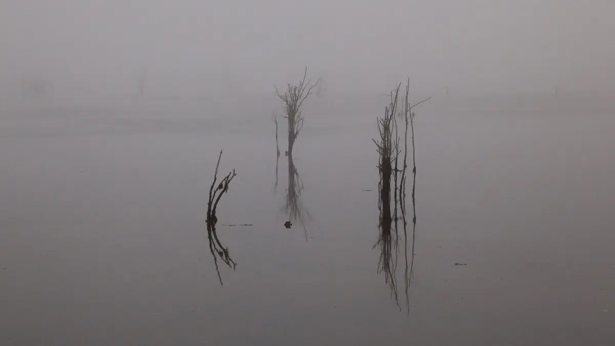 Misty morning with bare trees mirrored on calm water, evoking tranquility.