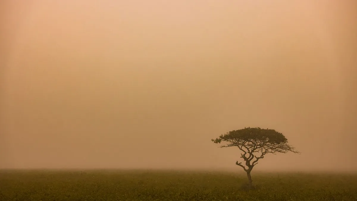 A lone tree stands in a misty field, creating a serene and moody natural scene.
